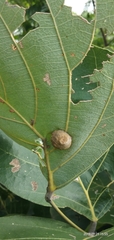Butea monosperma