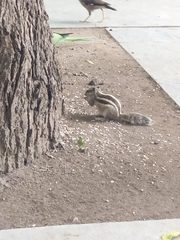 Funambulus pennantii