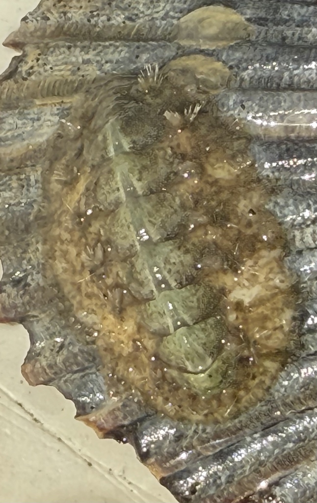 Striate Glass-hair Chiton