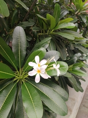 Plumeria obtusa