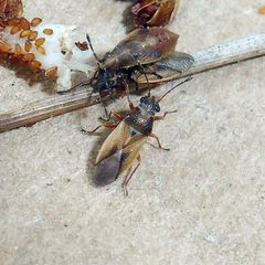 Cymus melanocephalus