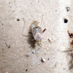 Compsidolon salicellum