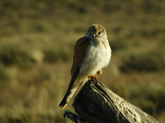 Falco cenchroides cenchroides