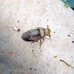Conomelus anceps
