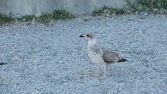 Larus michahellis
