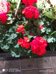 Pelargonium × hybridum