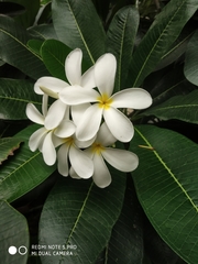 Plumeria obtusa