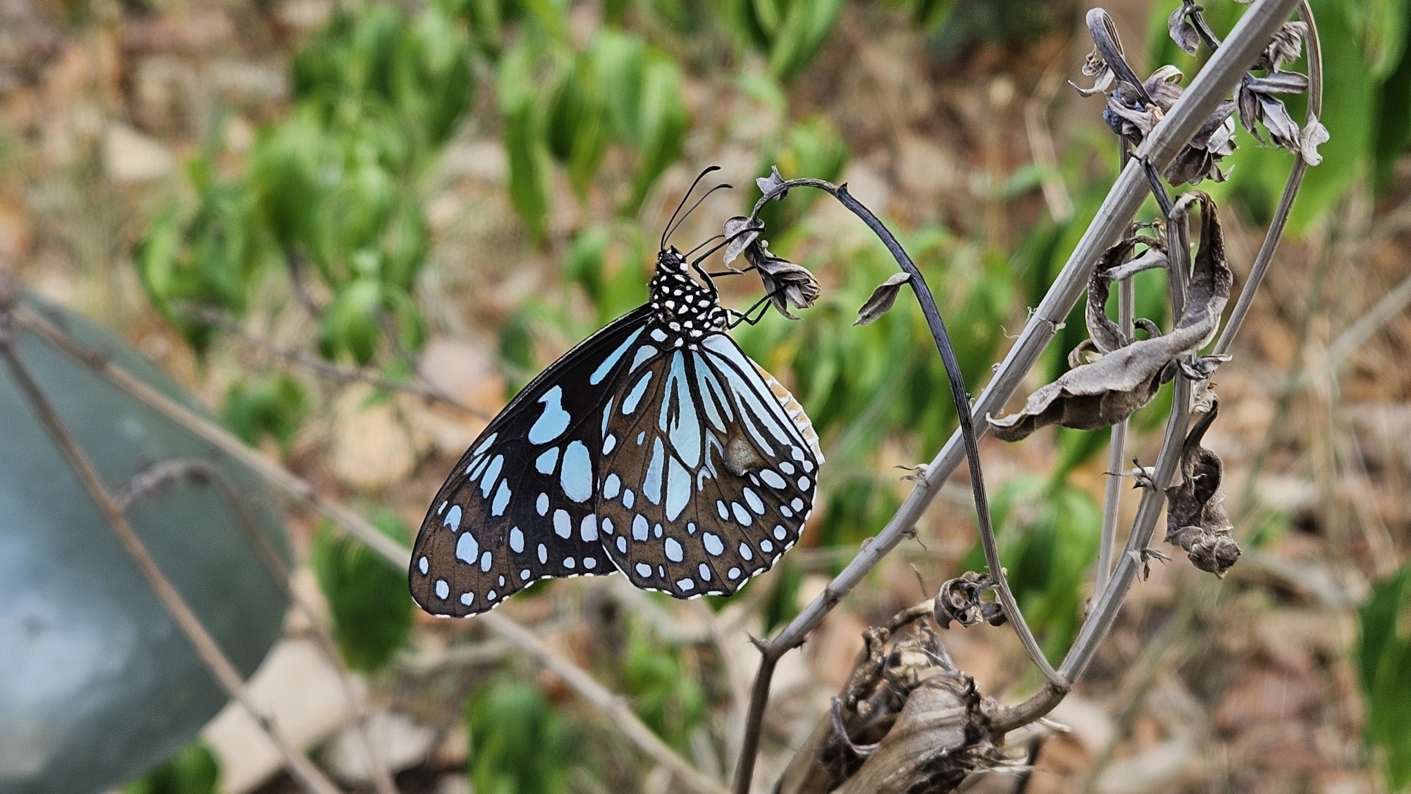 Blue Tiger