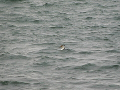 Phalacrocorax varius hypoleucos