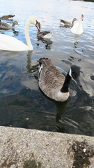Branta canadensis