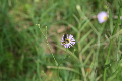 Acmaeodera haemorrhoa