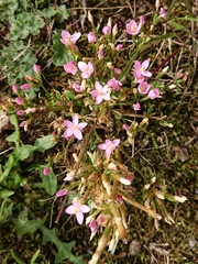 Centaurium littorale