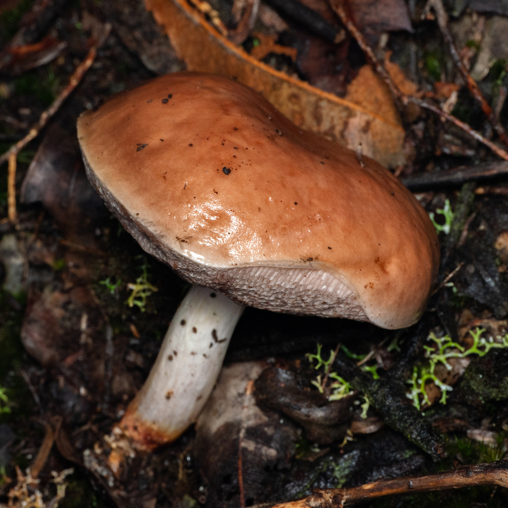 Fistulinella mollis · May 2025 · photo: © austenarmstrong (iNaturalist, cc-by)