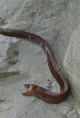 Gymnothorax unicolor