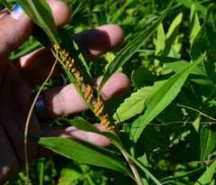 Cuscuta glomerata
