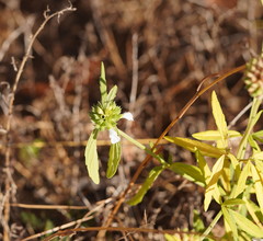Leucas lavandulifolia