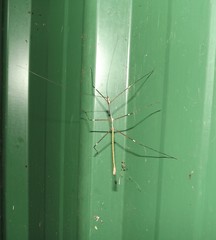Candovia annulata