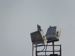Falco peregrinus macropus