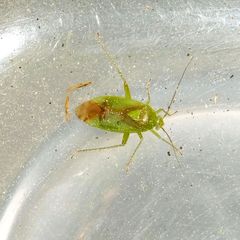 Neolygus contaminatus