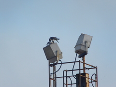 Falco peregrinus macropus