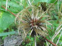 Clematis fusca