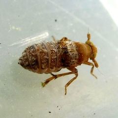 Conomelus anceps