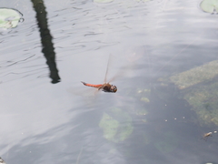 Tramea transmarina euryale