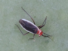 Hesperolabops gelastops