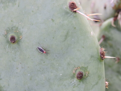 Hesperolabops gelastops
