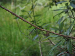 Orolestes selysi