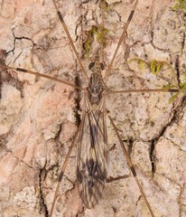 Tipula hermannia