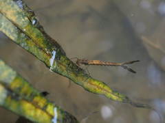 Orolestes selysi