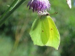 Gonepteryx aspasia