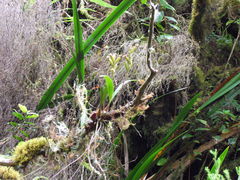 Bulbophyllum cylindrocarpum