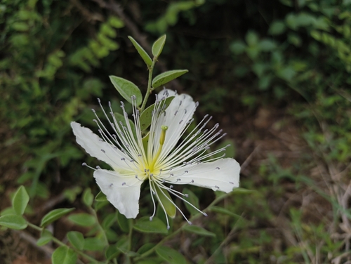 Capparis grandiflora (Capparis grandiflora)