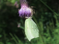 Gonepteryx aspasia