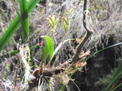 Bulbophyllum cylindrocarpum