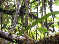 Bulbophyllum cylindrocarpum
