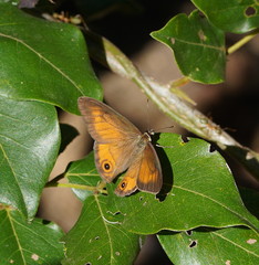 Hypocysta irius