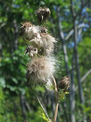 Cirsium pendulum