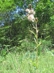Cirsium pendulum