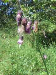 Cirsium pendulum
