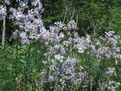 Aster tataricus