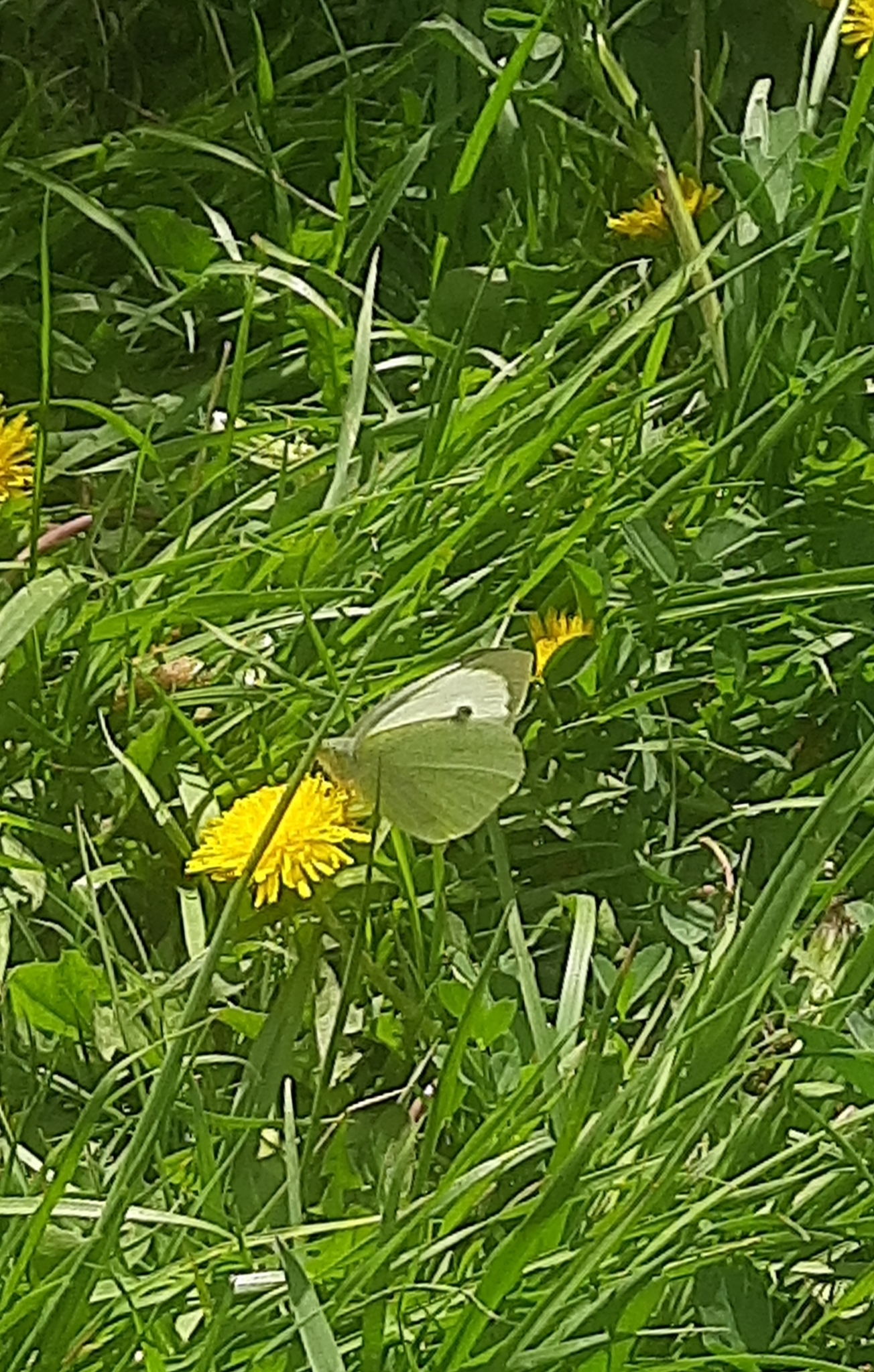 Large Cabbage White