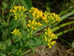 Solidago riddellii