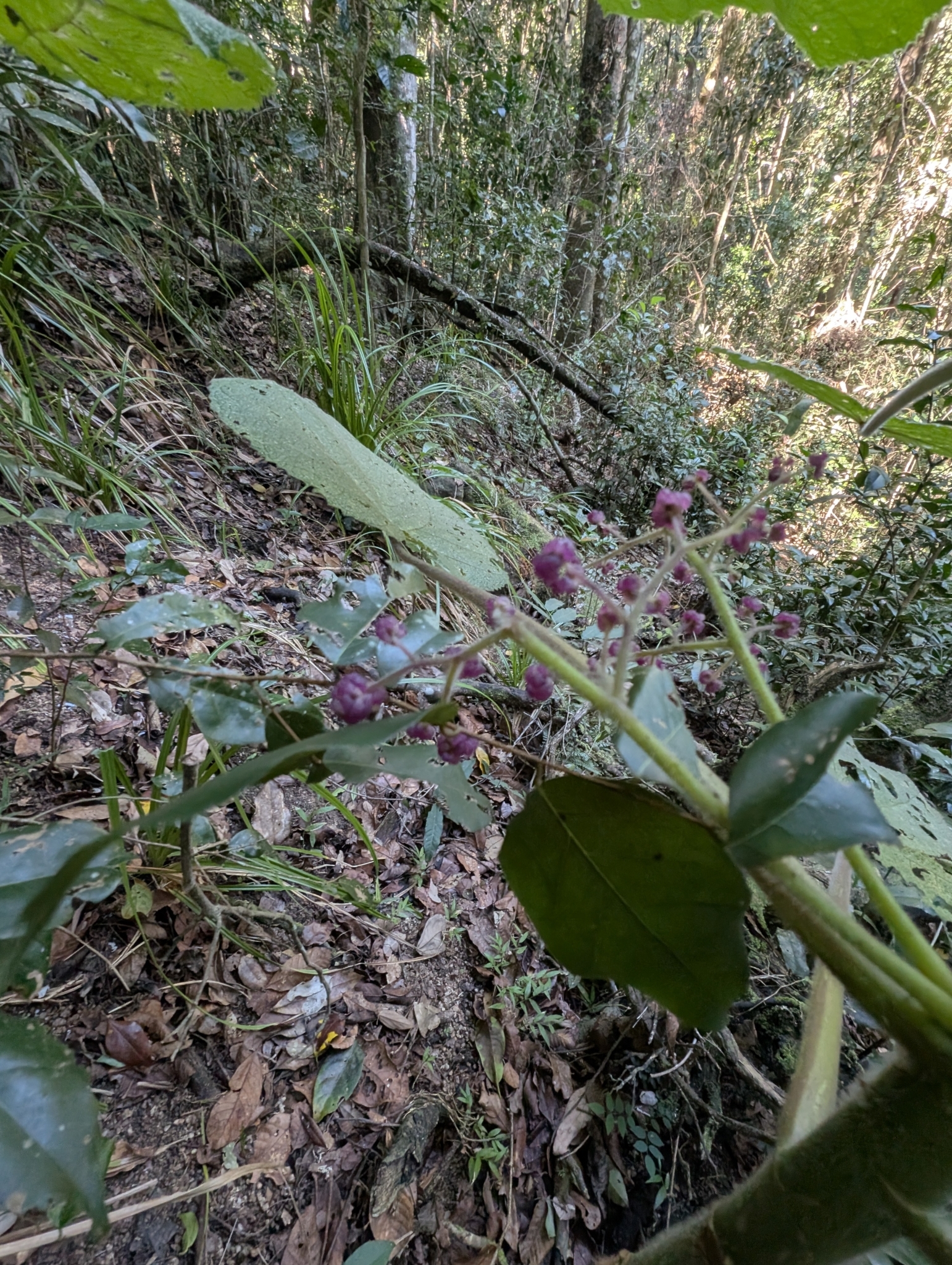 Imagem de Gympie-gympie
