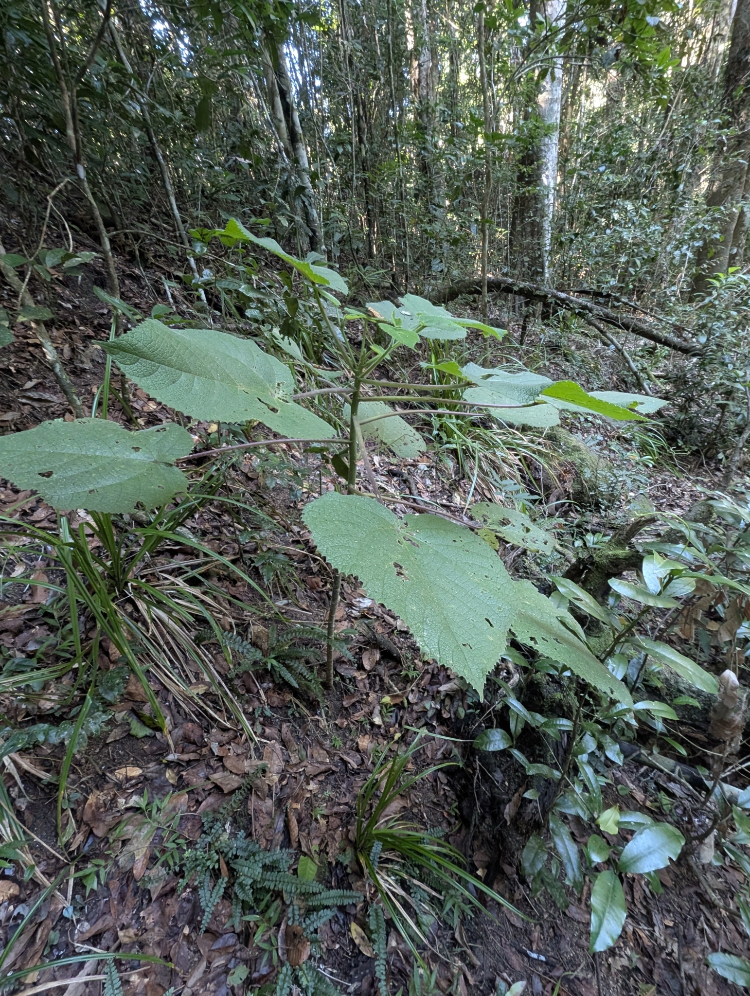 Imagem de Gympie-gympie