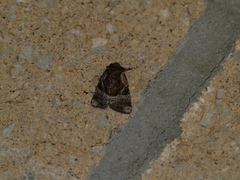 Meropleon ambifusca