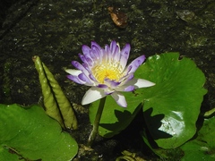 Nymphaea violacea