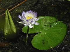 Nymphaea violacea